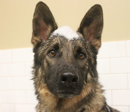 Amore mobile Pet Salon's German Sheppard with bubbles on his head.